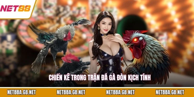 Chiến kê trong trận đá gà đòn kịch tính